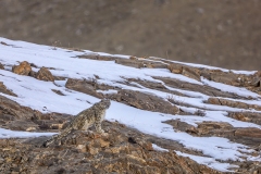 NZ9_3468